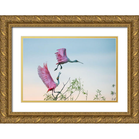Rosy pair (Roseate Spoonbills) Gold Ornate Wood Framed Art Print with Double Matting by Mei, C.