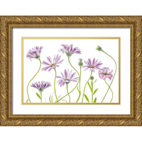 Cape Daisies Gold Ornate Wood Framed Art Print with Double Matting by Disher, Mandy