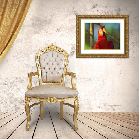 Scarlet Macaw Gold Ornate Wood Framed Art Print with Double Matting by Fitzharris, Tim
