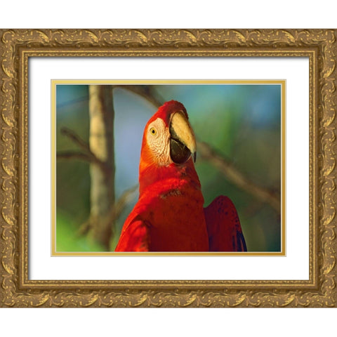 Scarlet Macaw Gold Ornate Wood Framed Art Print with Double Matting by Fitzharris, Tim