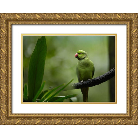 Indian Rose-ringed Parakeet I Gold Ornate Wood Framed Art Print with Double Matting by Fitzharris, Tim