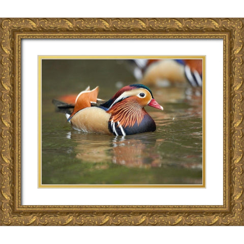 Mandarin Duck Male II Gold Ornate Wood Framed Art Print with Double Matting by Fitzharris, Tim