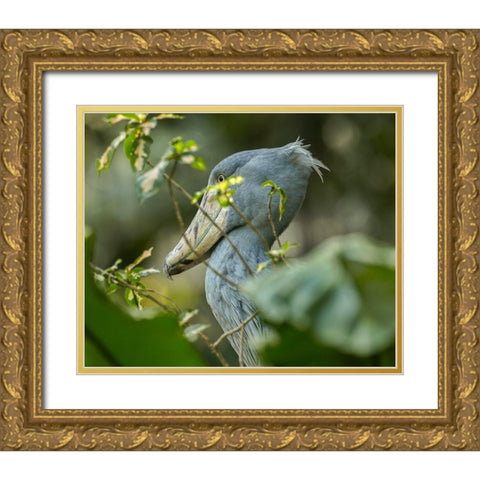 Shoe-billed Stork III Gold Ornate Wood Framed Art Print with Double Matting by Fitzharris, Tim