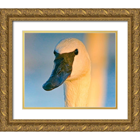 Trumpeter Swan-Magness Lake-Arkansas I Gold Ornate Wood Framed Art Print with Double Matting by Fitzharris, Tim