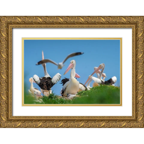 Australian Pelican Colony-Penguin Island-Australia II Gold Ornate Wood Framed Art Print with Double Matting by Fitzharris, Tim