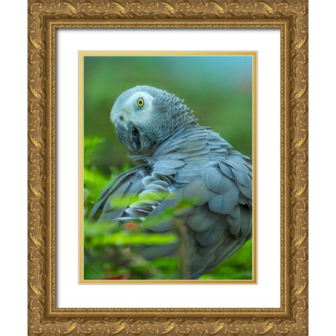 African Gray Parrot Portrait II Gold Ornate Wood Framed Art Print with Double Matting by Fitzharris, Tim