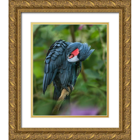 Black Palm Cockatoo-Indonesia Gold Ornate Wood Framed Art Print with Double Matting by Fitzharris, Tim