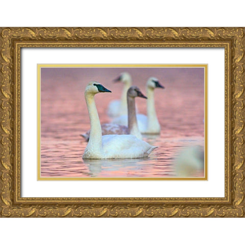 Trumpeter Swans at Twilight-Arkansas I Gold Ornate Wood Framed Art Print with Double Matting by Fitzharris, Tim