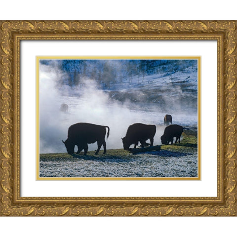 Bison at a Hot Spring-Yellowstone National Park-Wyoming Gold Ornate Wood Framed Art Print with Double Matting by Fitzharris, Tim