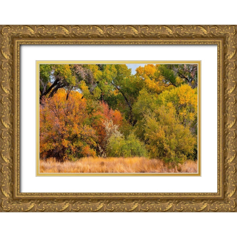 Verde River Valley Dead Horse Ranch State Park Arizona USA Gold Ornate Wood Framed Art Print with Double Matting by Fitzharris, Tim