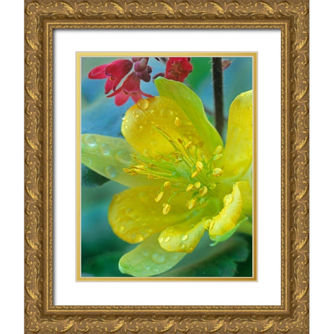 Yellow Columbine and Coral Bells Gold Ornate Wood Framed Art Print with Double Matting by Fitzharris, Tim