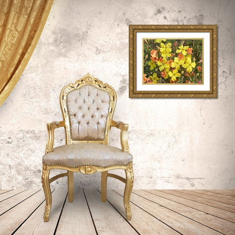 Yellow Evening Primrose Gold Ornate Wood Framed Art Print with Double Matting by Fitzharris, Tim