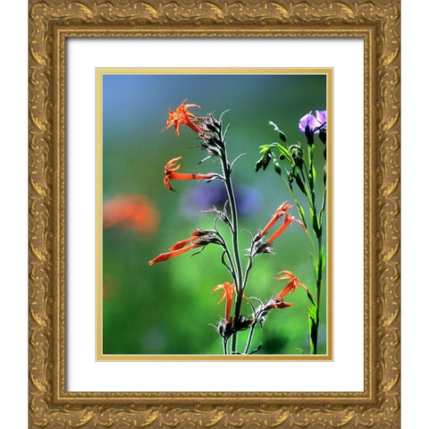 Scarlet Gilia and Blue Flax Gold Ornate Wood Framed Art Print with Double Matting by Fitzharris, Tim