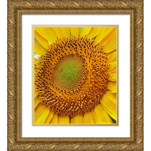 Sunflowers Gold Ornate Wood Framed Art Print with Double Matting by Fitzharris, Tim