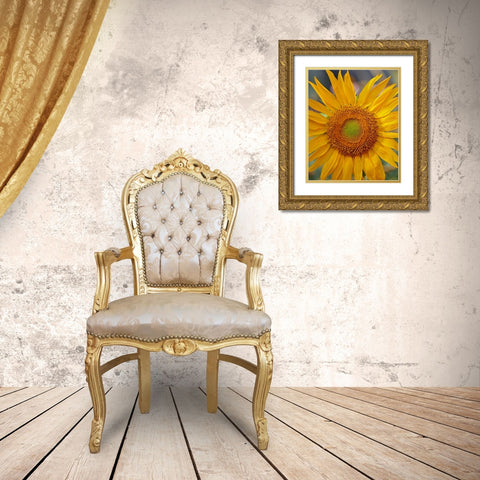 Sunflowers Gold Ornate Wood Framed Art Print with Double Matting by Fitzharris, Tim