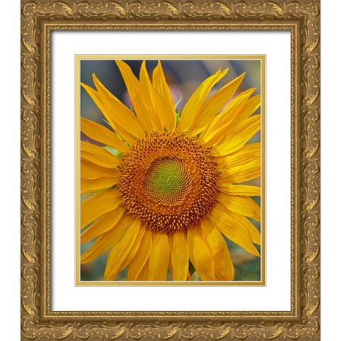 Sunflowers Gold Ornate Wood Framed Art Print with Double Matting by Fitzharris, Tim