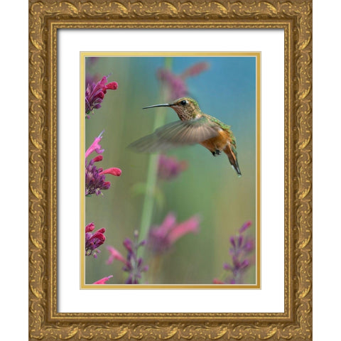 Broad Tailed Hummingbirds Gold Ornate Wood Framed Art Print with Double Matting by Fitzharris, Tim