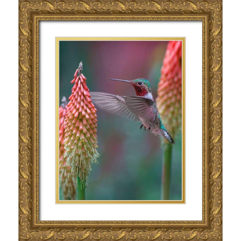 Broad Tailed Hummingbird Gold Ornate Wood Framed Art Print with Double Matting by Fitzharris, Tim