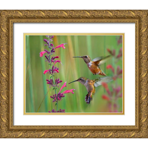 Broad Tailed Hummingbirds Gold Ornate Wood Framed Art Print with Double Matting by Fitzharris, Tim