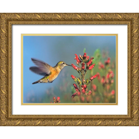 Rufous Hummingbird Gold Ornate Wood Framed Art Print with Double Matting by Fitzharris, Tim