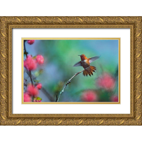 Rufous Hummingbird Among Red Flowered Currants Gold Ornate Wood Framed Art Print with Double Matting by Fitzharris, Tim