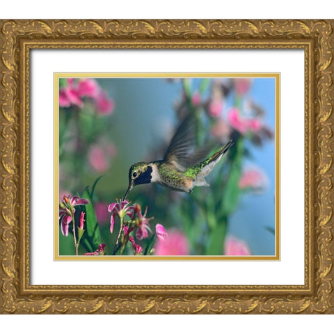 Black Chinned Hummingbird Gold Ornate Wood Framed Art Print with Double Matting by Fitzharris, Tim
