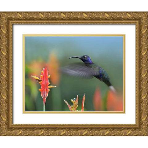 Violet Sabrewing Hummingbird Gold Ornate Wood Framed Art Print with Double Matting by Fitzharris, Tim