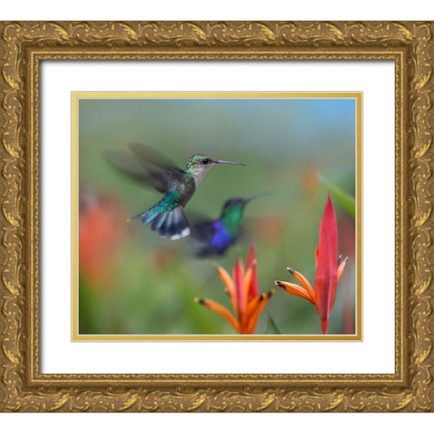 Crowned Woodnymph Hummingbirds Gold Ornate Wood Framed Art Print with Double Matting by Fitzharris, Tim