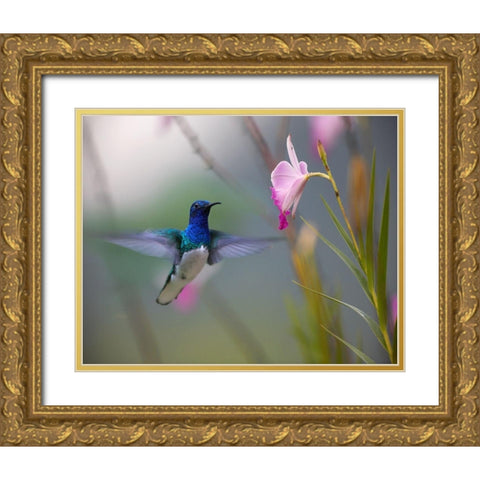 White Necked Jacobin Hummingbird Gold Ornate Wood Framed Art Print with Double Matting by Fitzharris, Tim