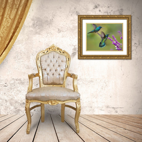Green Violet T-Ear Hummingbird Gold Ornate Wood Framed Art Print with Double Matting by Fitzharris, Tim