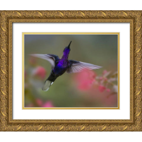 Violet Sabrewing Hummingbird Gold Ornate Wood Framed Art Print with Double Matting by Fitzharris, Tim