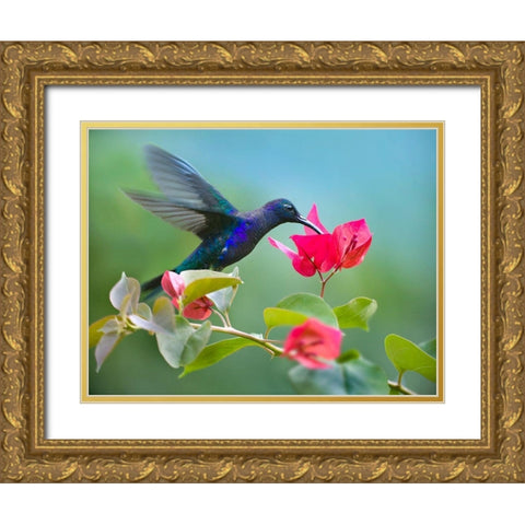 Violet Sabrewing Hummingbird Gold Ornate Wood Framed Art Print with Double Matting by Fitzharris, Tim
