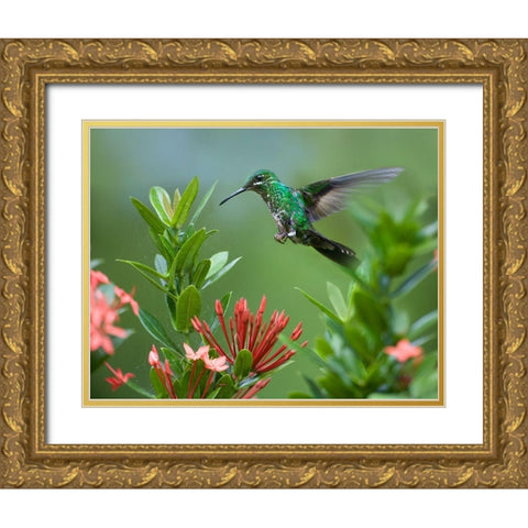 Green Crowned Brilliant Hummingbird Gold Ornate Wood Framed Art Print with Double Matting by Fitzharris, Tim