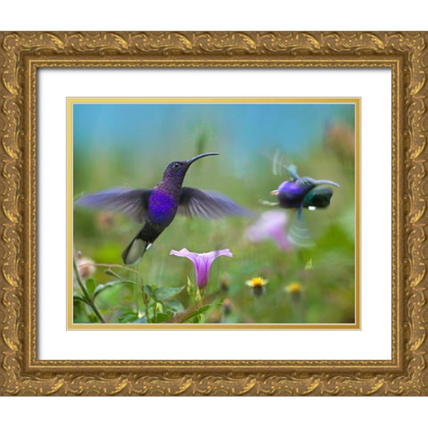 Violet Sabrewing Hummingbirds Gold Ornate Wood Framed Art Print with Double Matting by Fitzharris, Tim