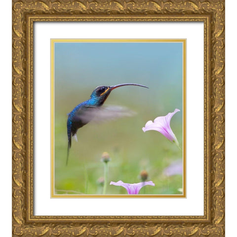 Green Hermit Hummingbird  Gold Ornate Wood Framed Art Print with Double Matting by Fitzharris, Tim