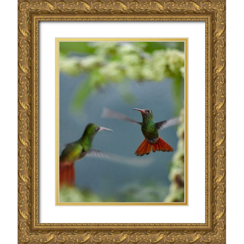 Rufous Tailed Hummingbird Gold Ornate Wood Framed Art Print with Double Matting by Fitzharris, Tim