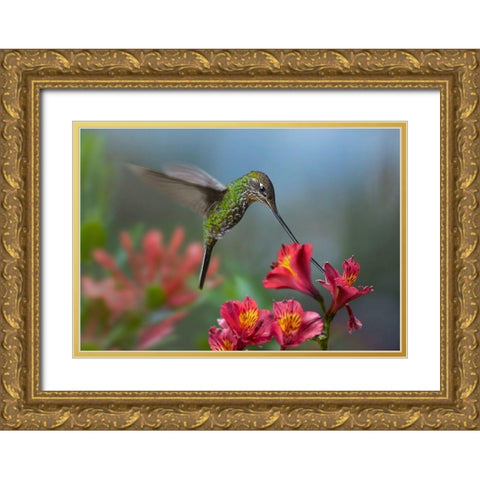 Sword Billed Hummingbird Gold Ornate Wood Framed Art Print with Double Matting by Fitzharris, Tim