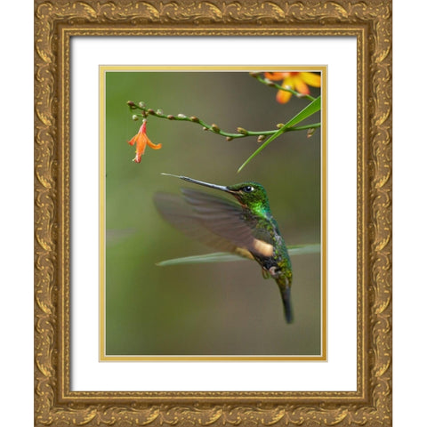 Buff Winged Starfrontlet Hummingbirds Gold Ornate Wood Framed Art Print with Double Matting by Fitzharris, Tim