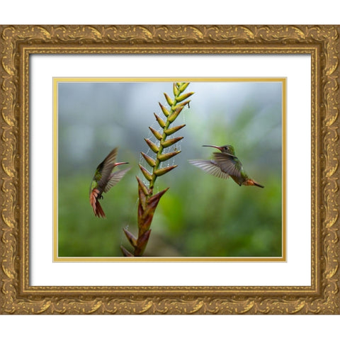 Rufous Tailed Hummingbirds Gold Ornate Wood Framed Art Print with Double Matting by Fitzharris, Tim