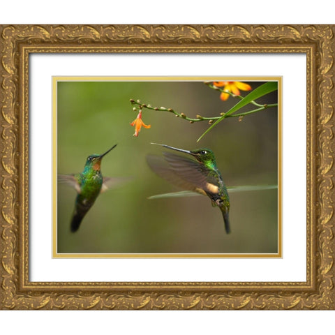 Buff Winged Starfrongtlet Hummingbirds Gold Ornate Wood Framed Art Print with Double Matting by Fitzharris, Tim