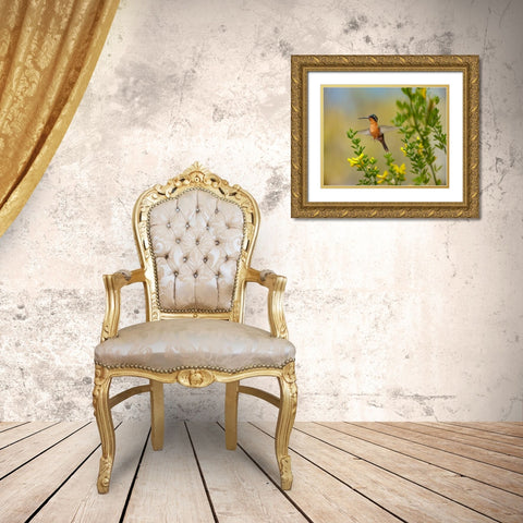 Gray Tailed Mountain-Gem Hummingbird Gold Ornate Wood Framed Art Print with Double Matting by Fitzharris, Tim