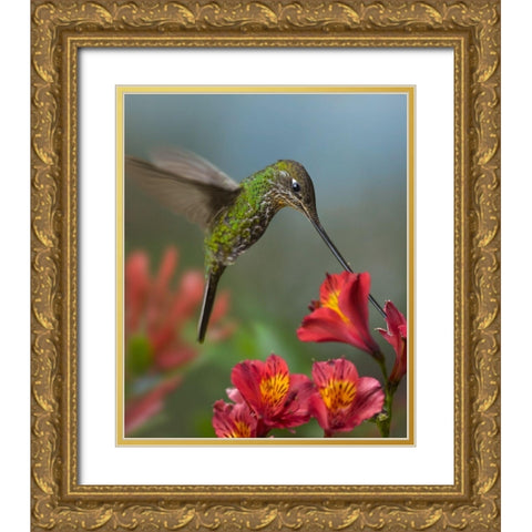 Sword-Billed Hummingbird Gold Ornate Wood Framed Art Print with Double Matting by Fitzharris, Tim