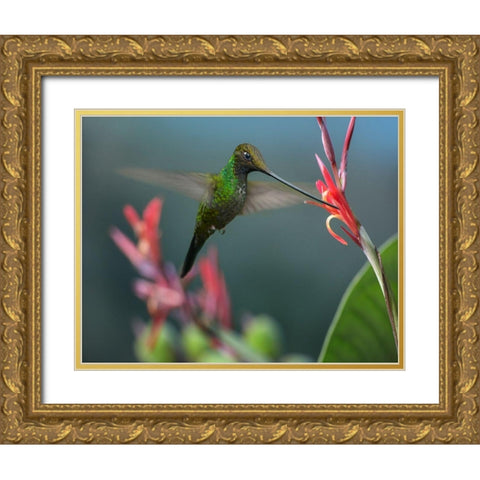 Sword Billed Hummingbird Gold Ornate Wood Framed Art Print with Double Matting by Fitzharris, Tim