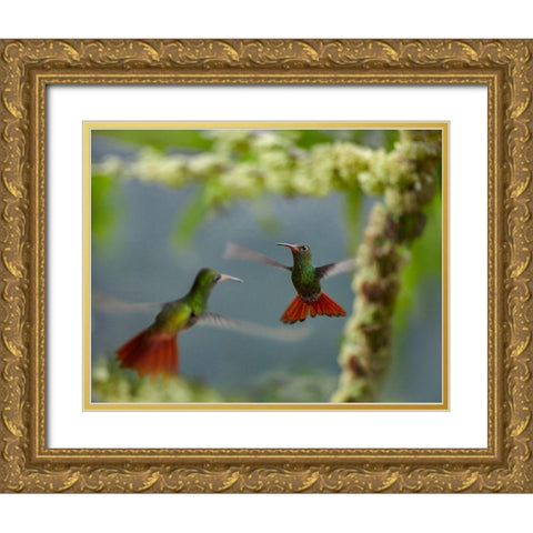 Rufous Tailed Hummingbirds Gold Ornate Wood Framed Art Print with Double Matting by Fitzharris, Tim