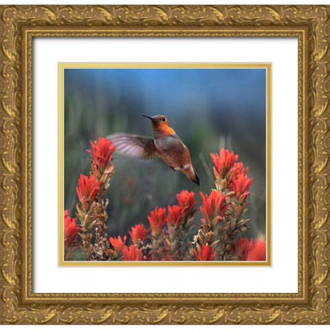 Rufous Hummingbird at Indian Paintbrushes Gold Ornate Wood Framed Art Print with Double Matting by Fitzharris, Tim