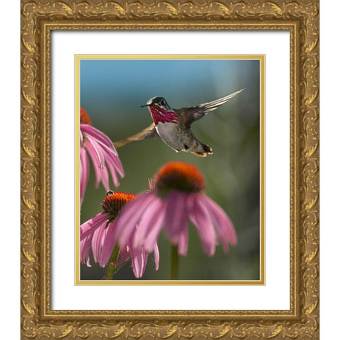 Calliope Hummingbird at Purple Coneflowers Gold Ornate Wood Framed Art Print with Double Matting by Fitzharris, Tim