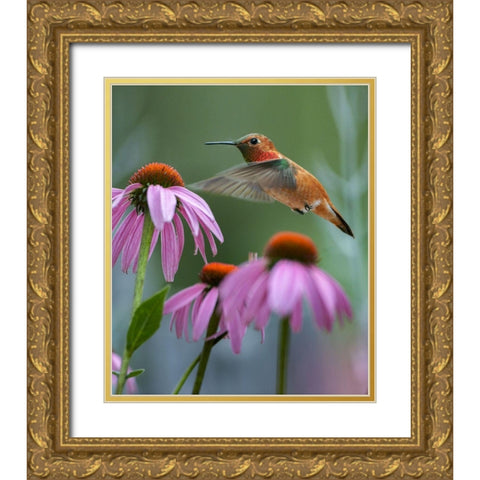 Rufous Hummingbird among purple Cornflowers Gold Ornate Wood Framed Art Print with Double Matting by Fitzharris, Tim