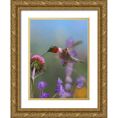 Ruby Throated Hummingbirds Gold Ornate Wood Framed Art Print with Double Matting by Fitzharris, Tim