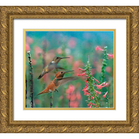 Rufous Hummingbird and Broad Tailed Hummingbird Gold Ornate Wood Framed Art Print with Double Matting by Fitzharris, Tim