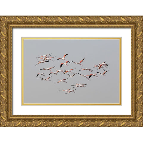Greater Flamingos in flight Gold Ornate Wood Framed Art Print with Double Matting by Rublina, Natalia